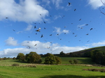 FZ023349 Red kites (Milvus milvus).jpg